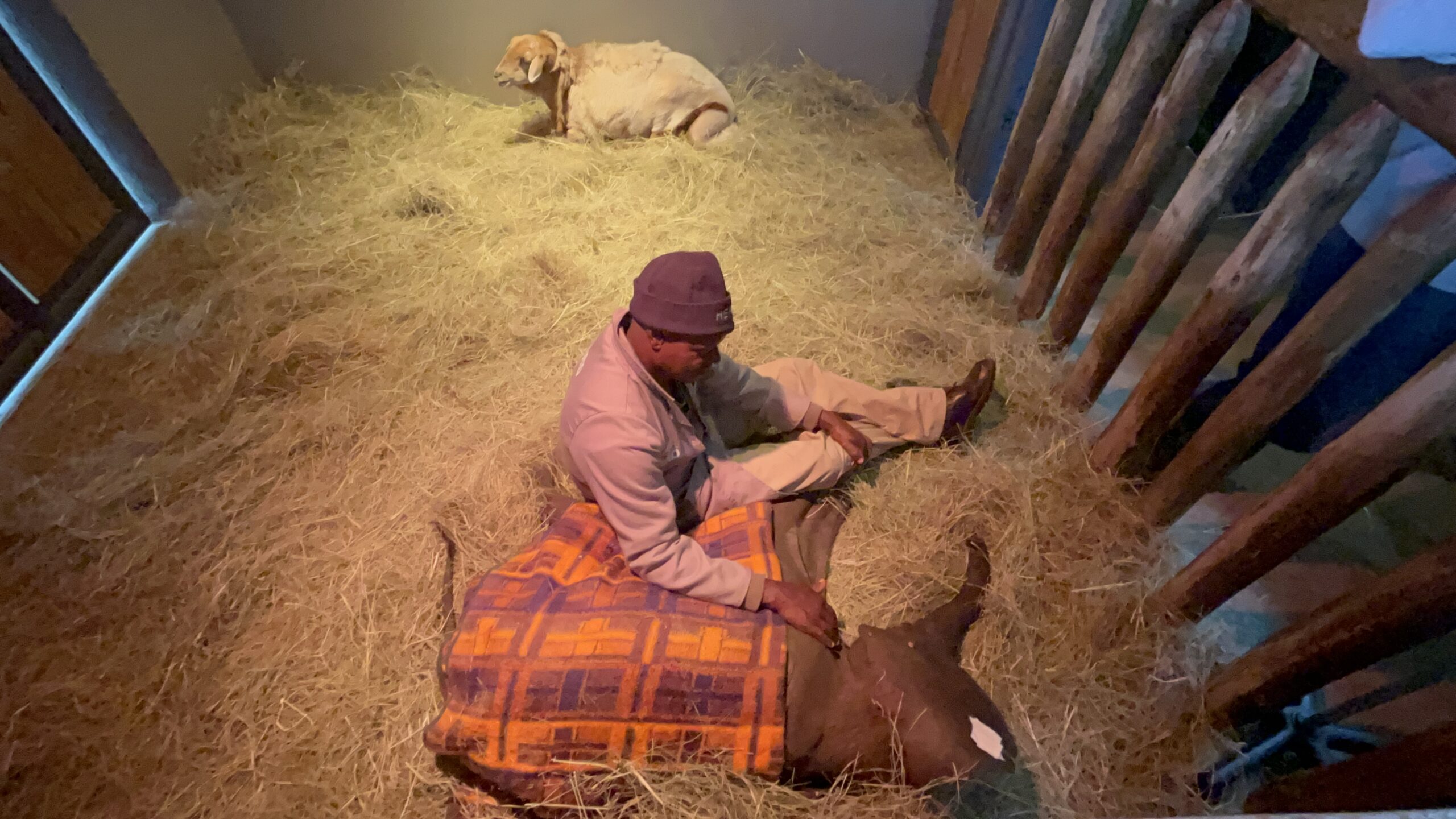 Teff (Grass) for Bedding