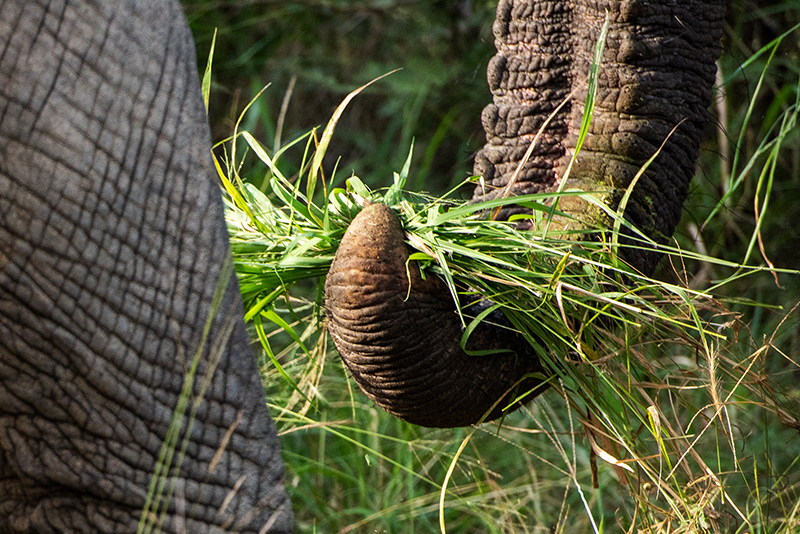 **Big Wish: Elephant Feed – Lucerne: One bale for One Elephant per day