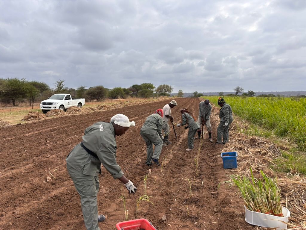 Bana Grass Project