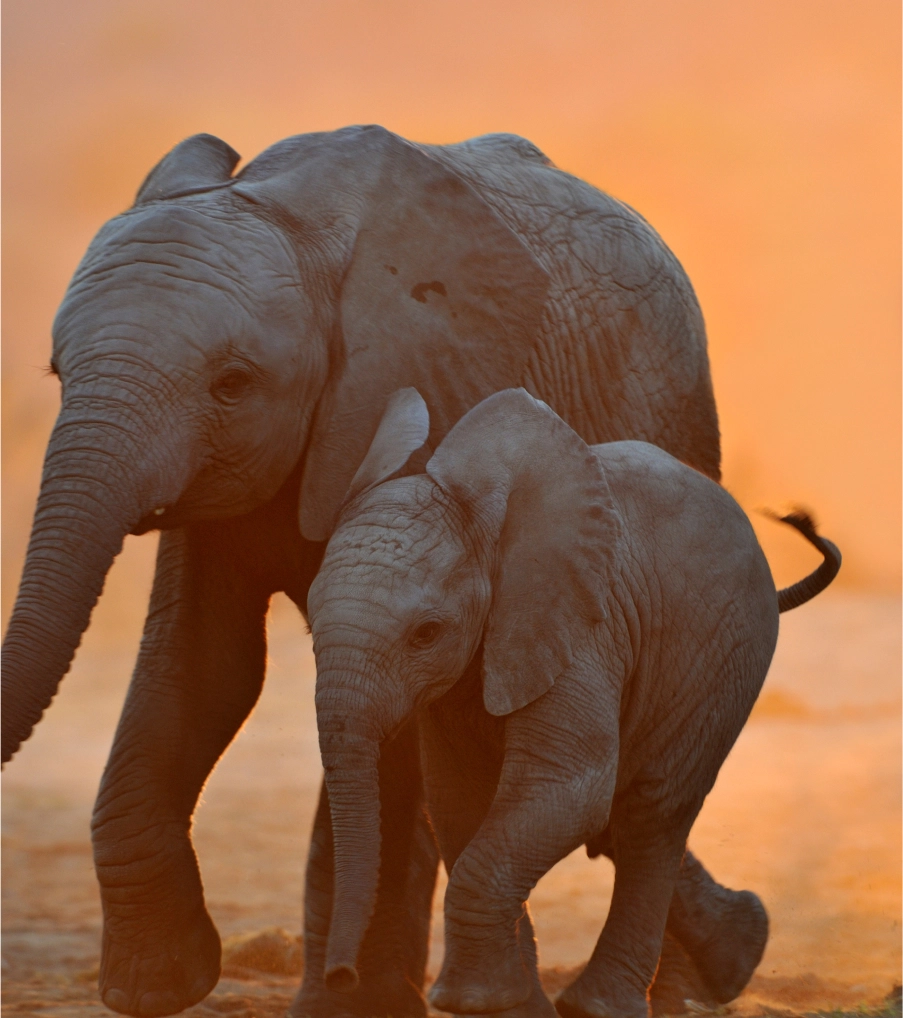 Elephant-Research-img