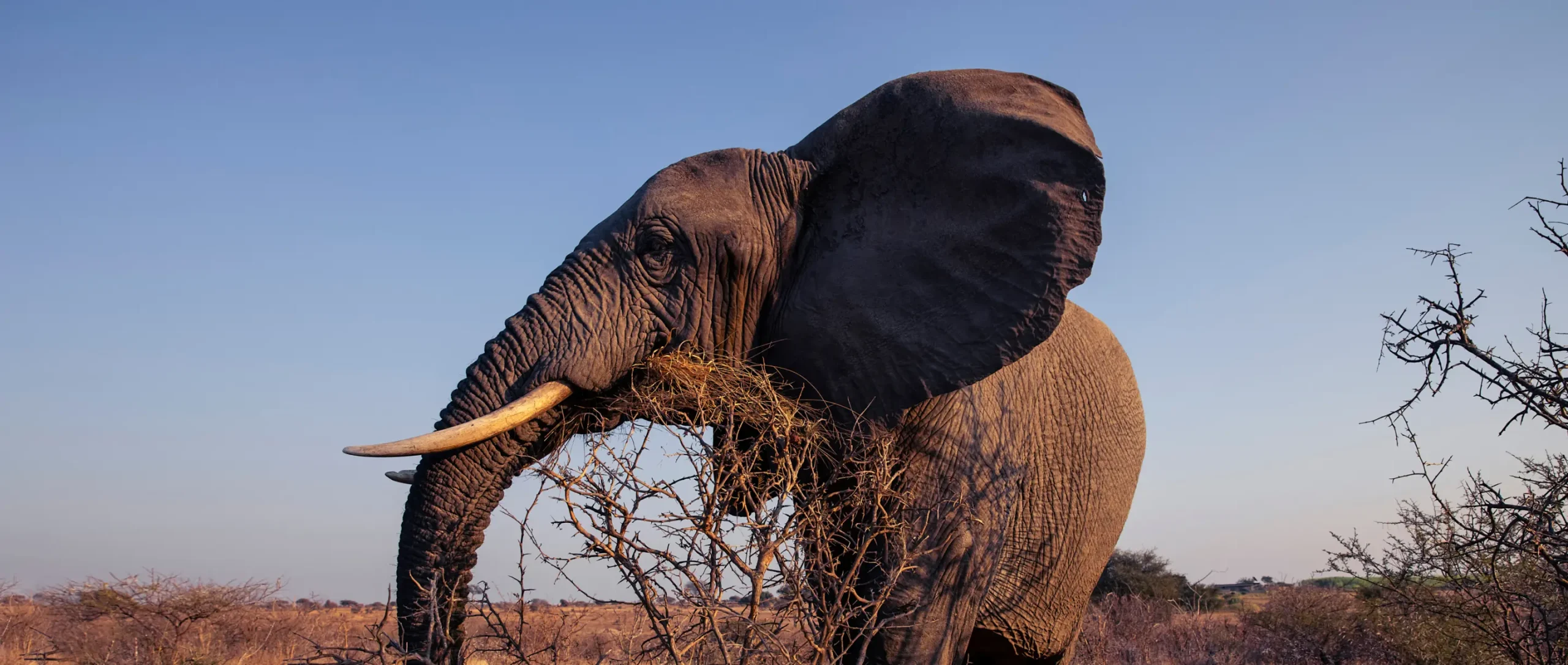 Leave-A-Legacy-Banner