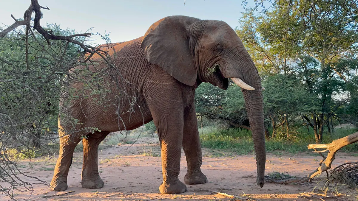 The herd gallery img-2