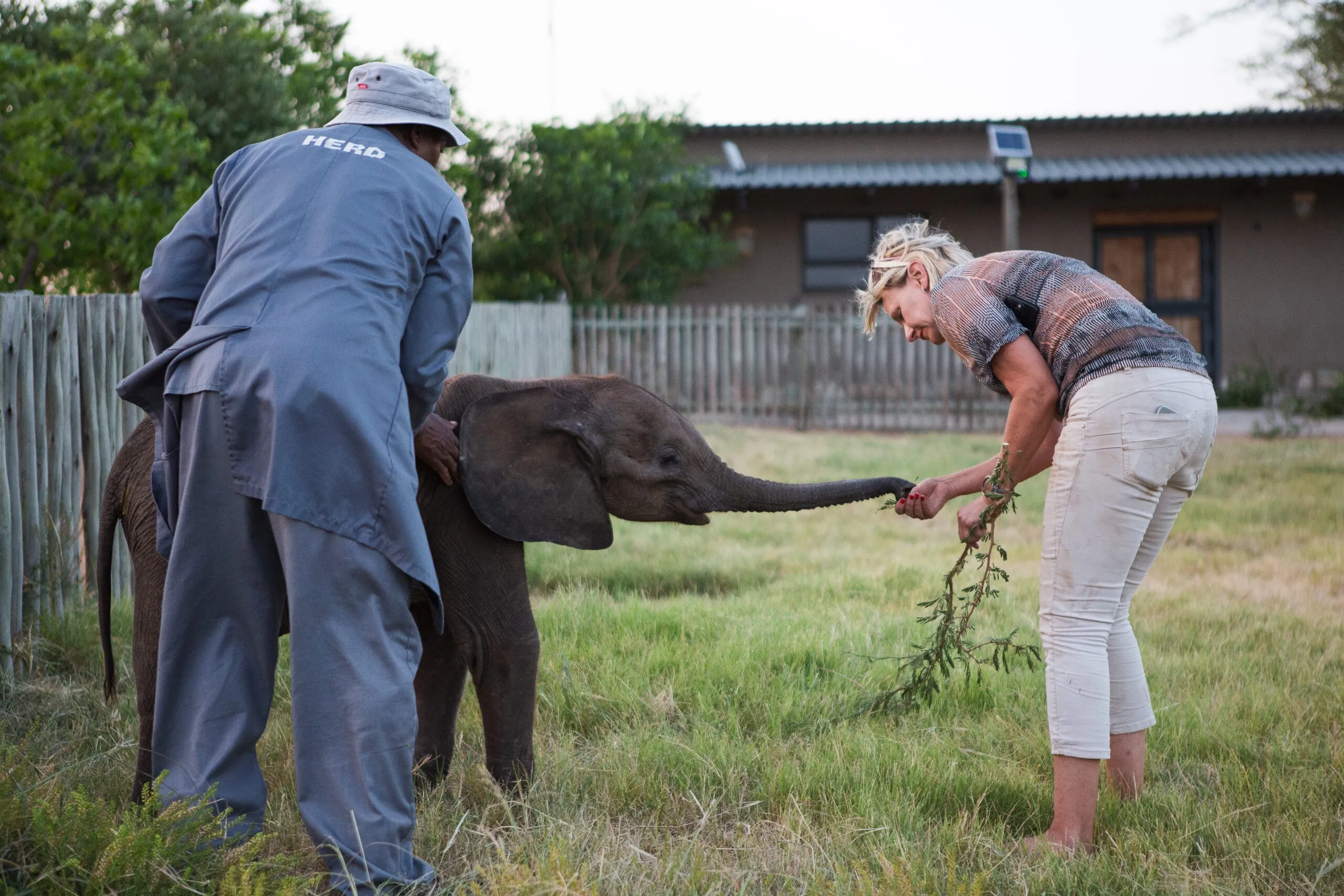 babt elephant care