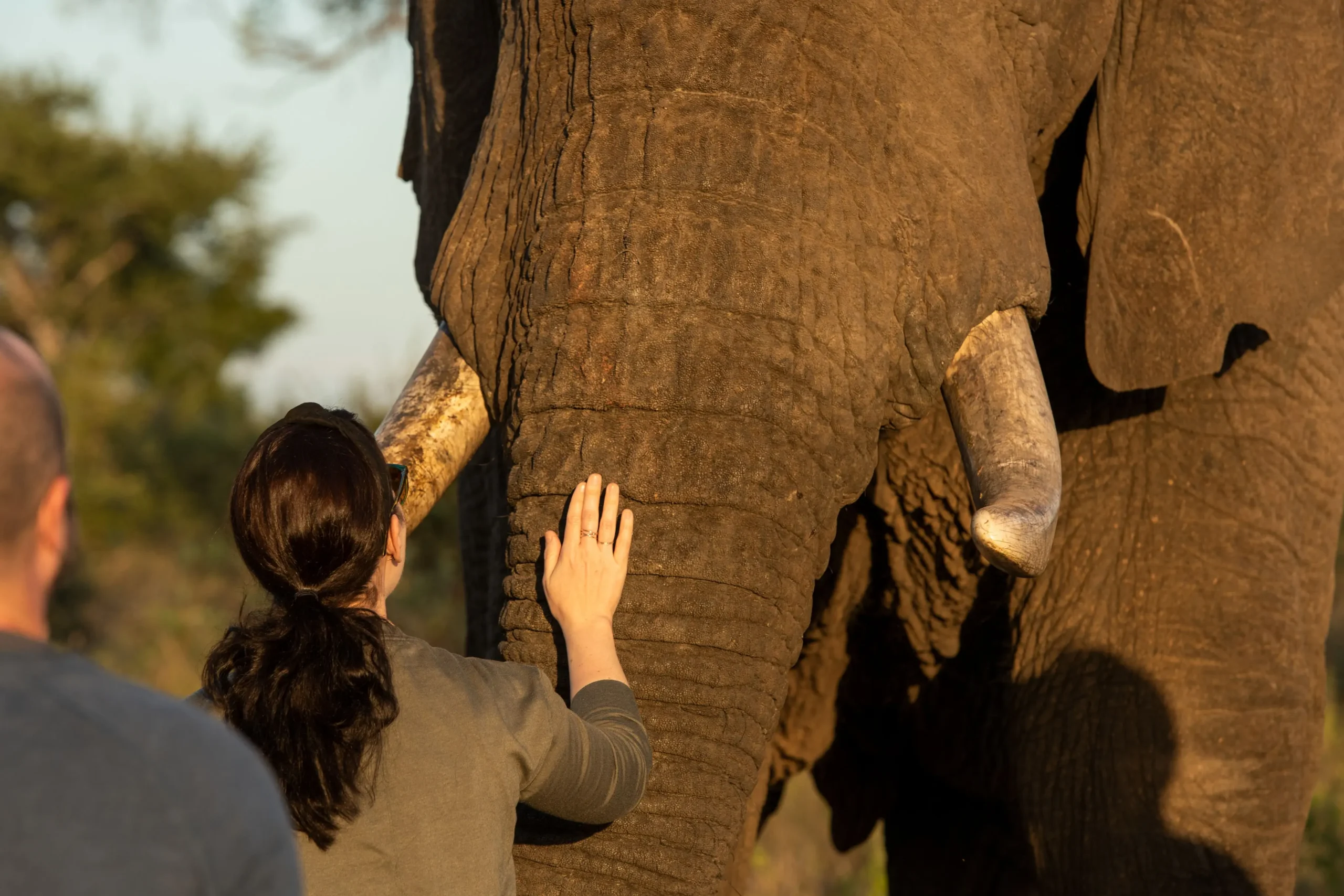 elephant care