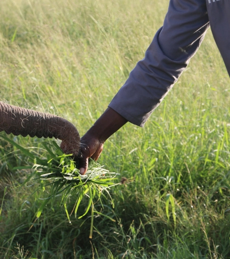 elephant feeding