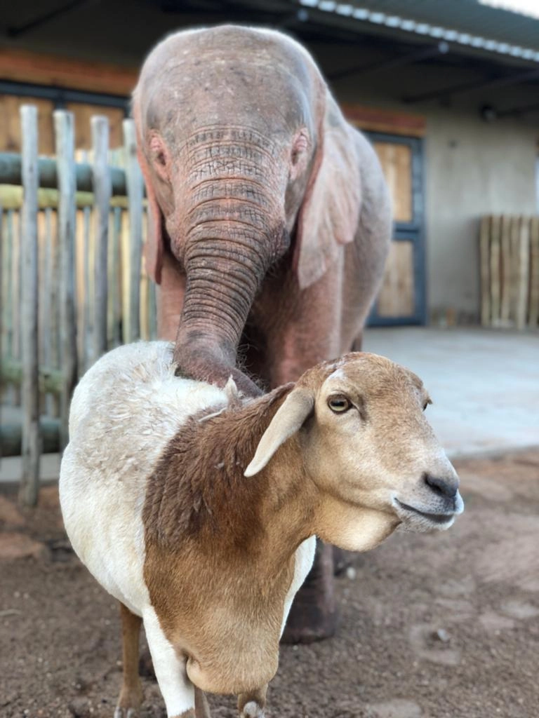 elephant with goat