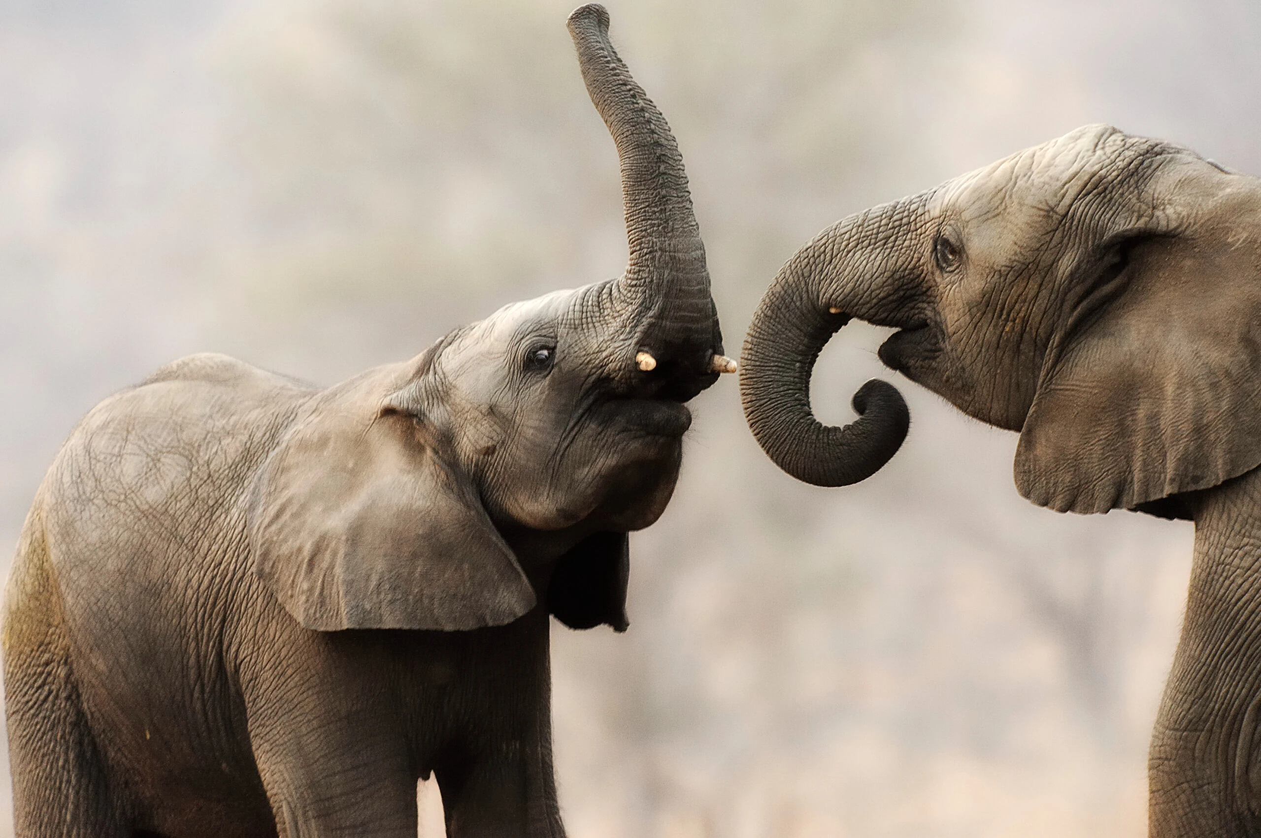 elephants love