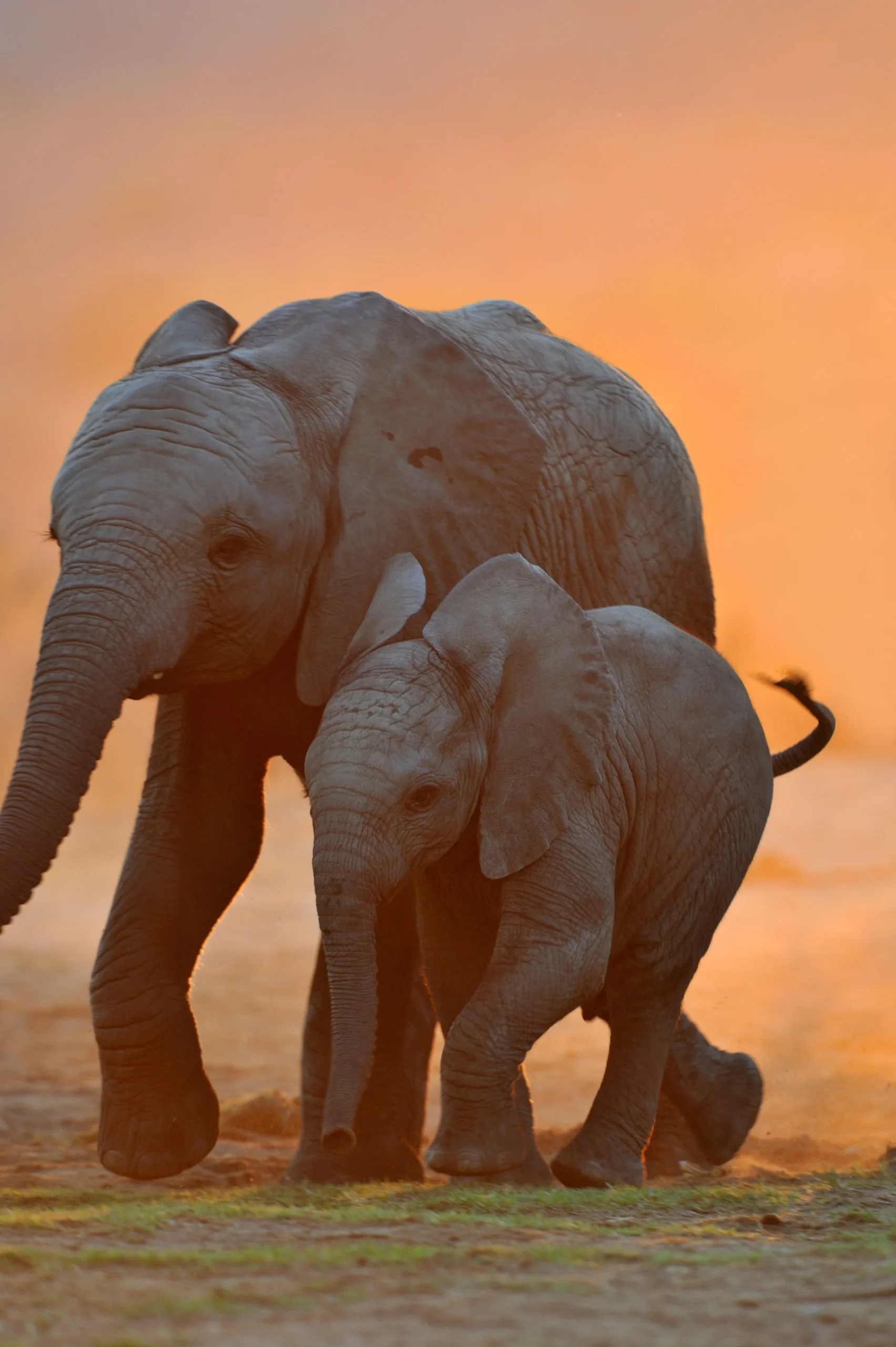 elephants with sunset