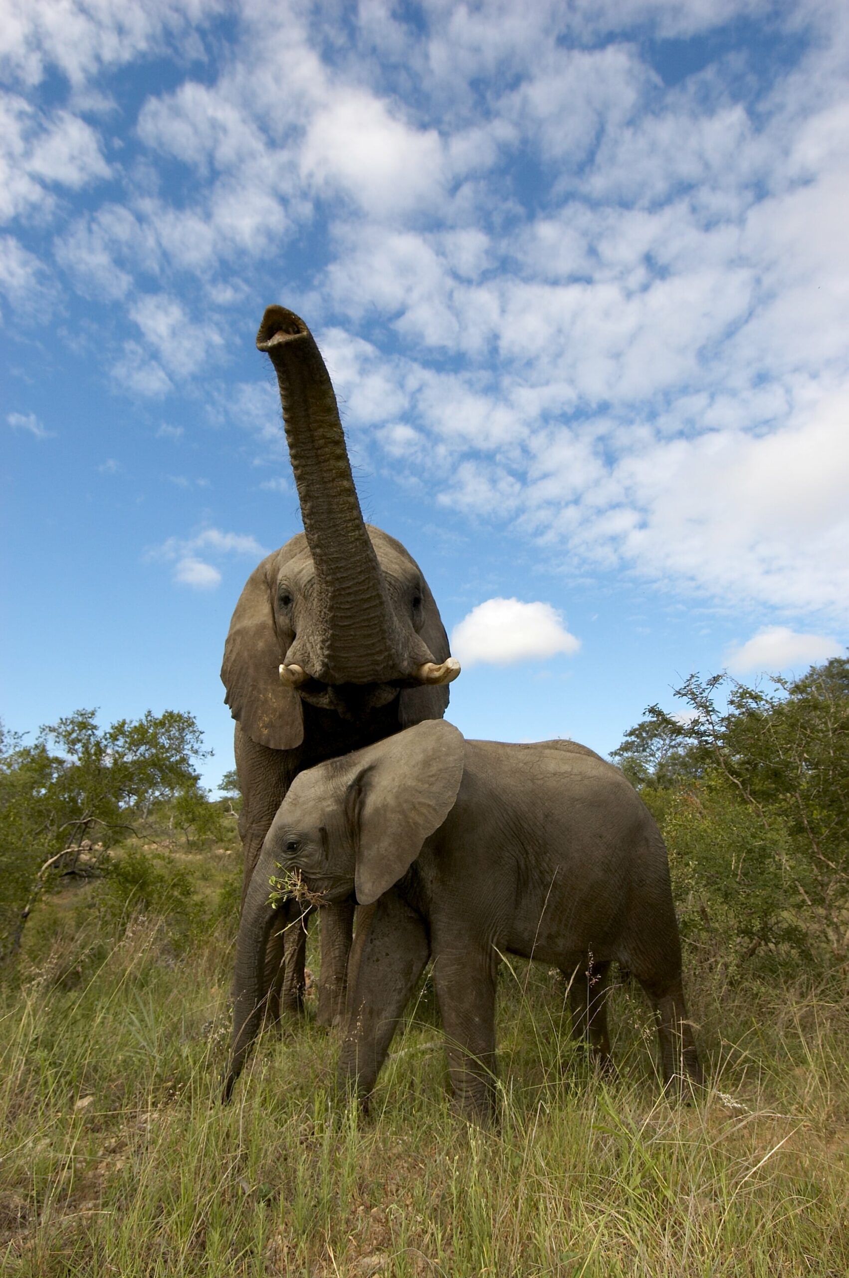 Jabulani-elephants-10-min-scaled