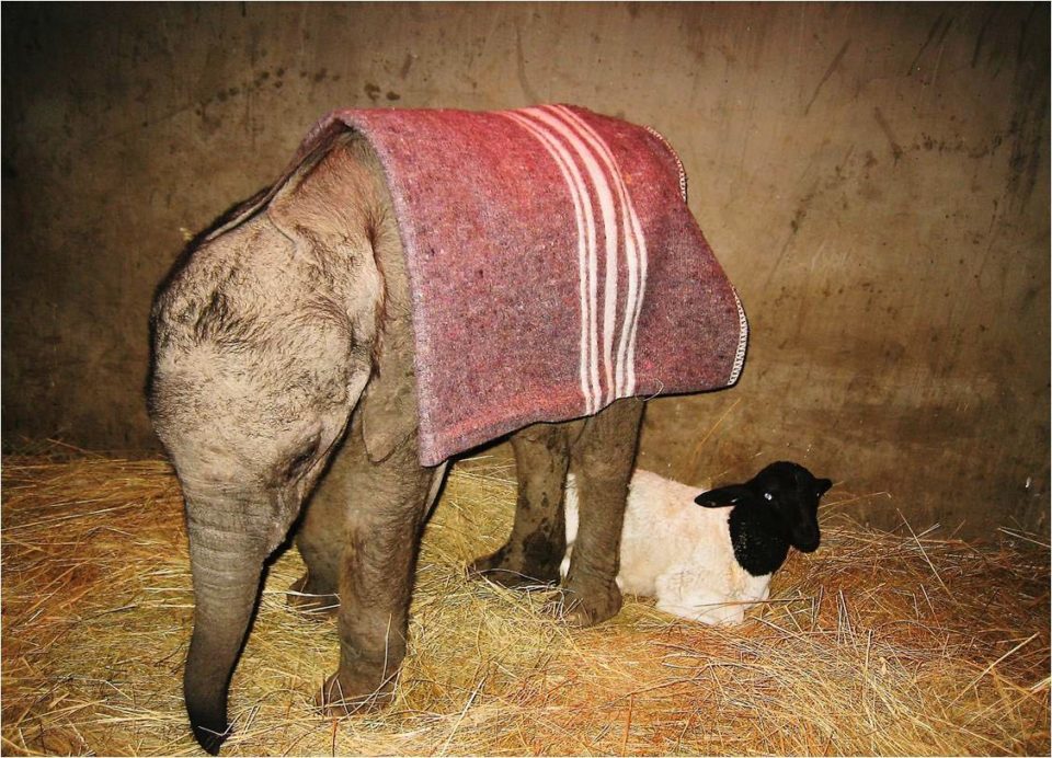 Jabulani-orphan-1997-960×692-1