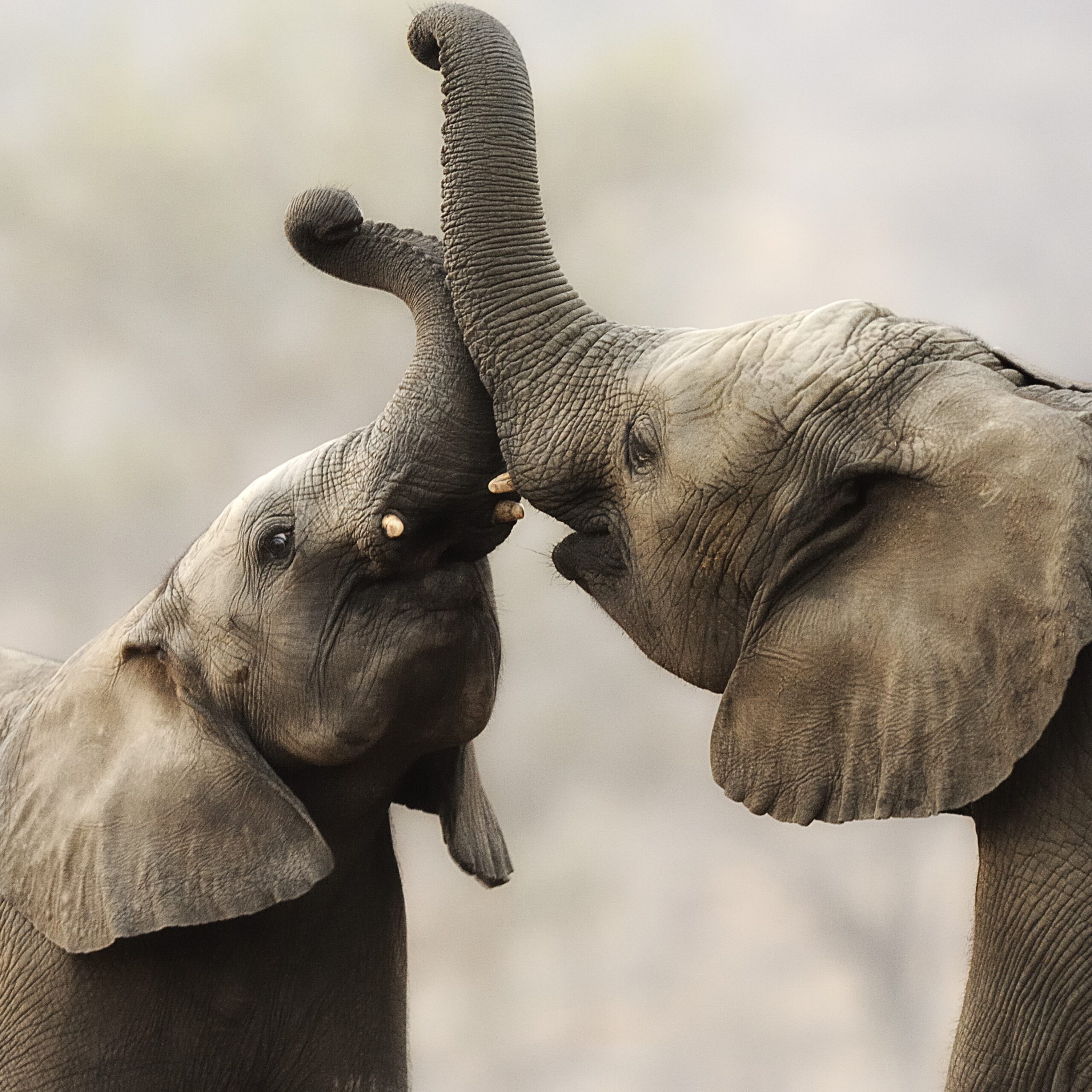 2007 Zindoga and Klaserie