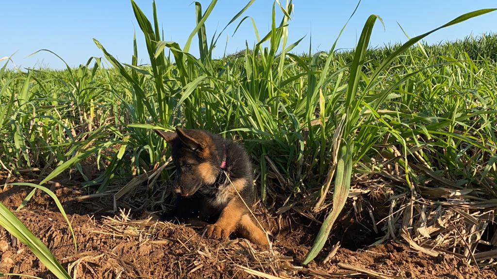 Bana Grass Plantation
