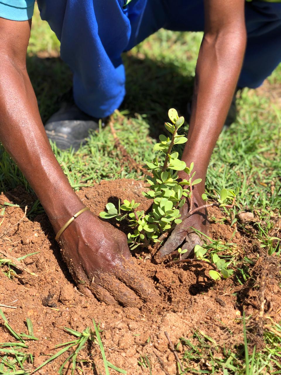Conservation Projects