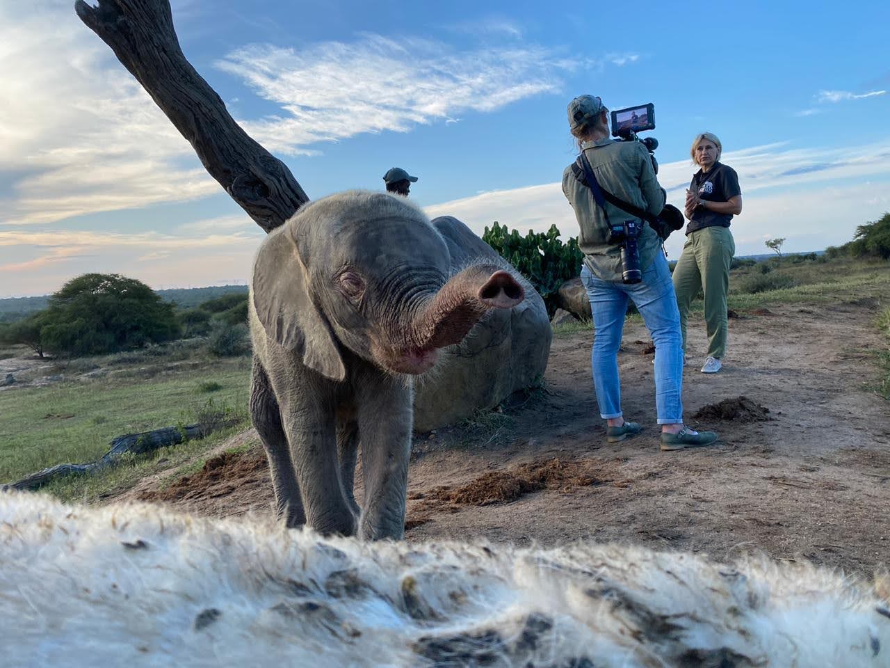Khanyisa the albino elephant