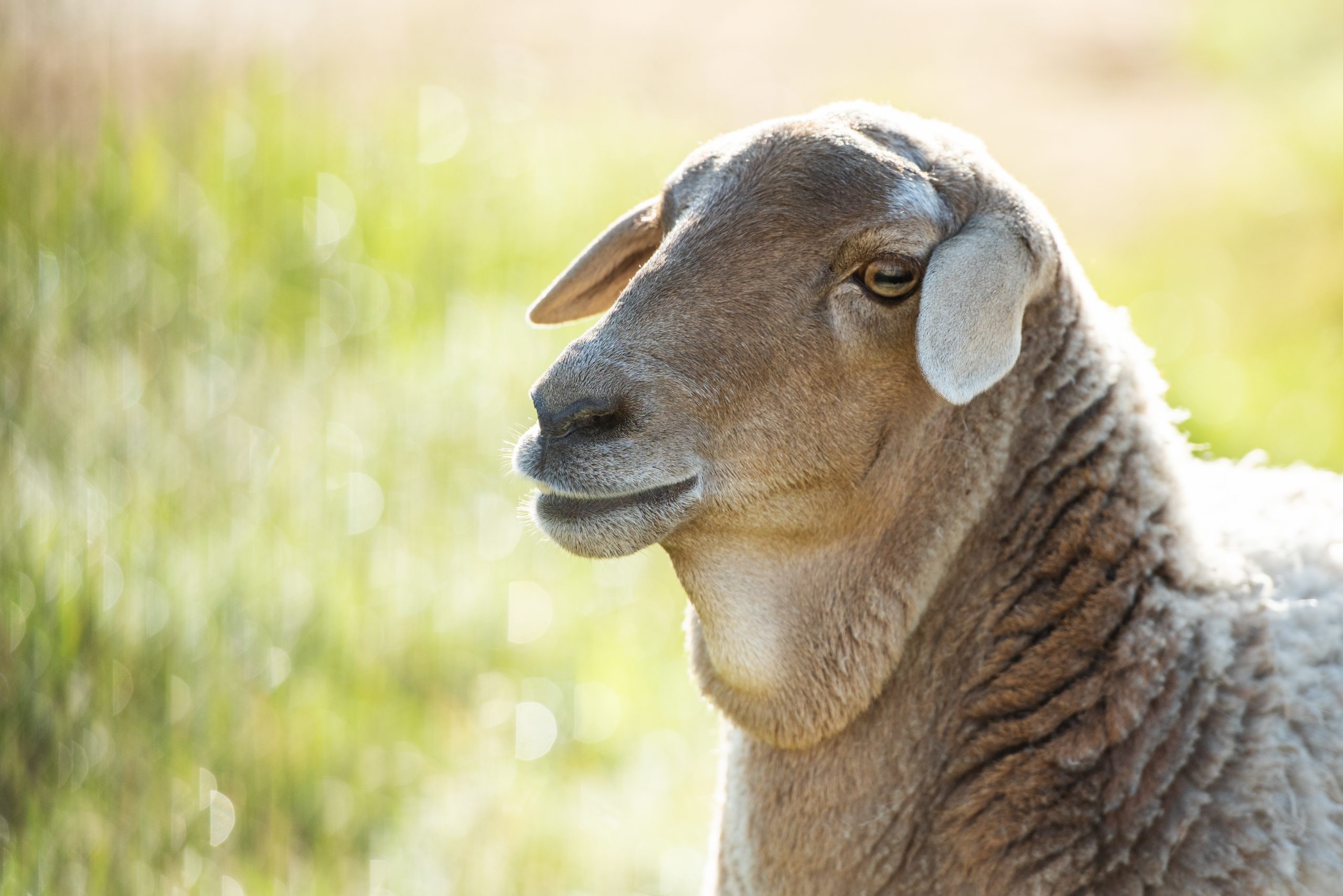 28.09.2022 Sheep_034_LKH_7304 by Liane Kim lammie