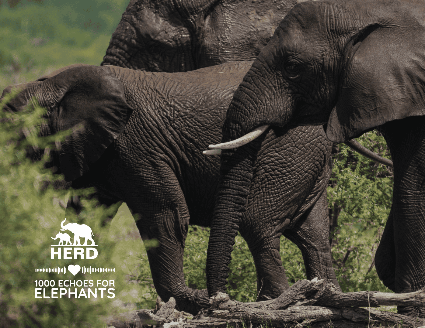 Limpopo Research Centre Banners (2)