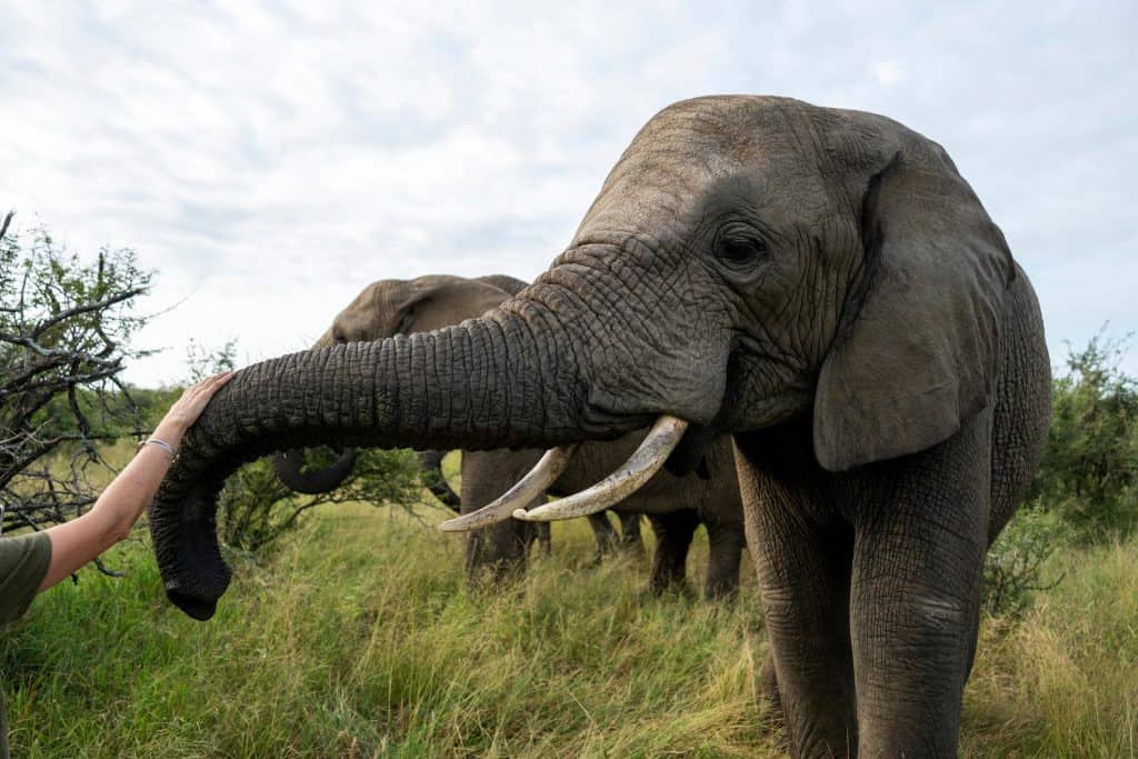 limpopo research centre stress vs well-being in elephants