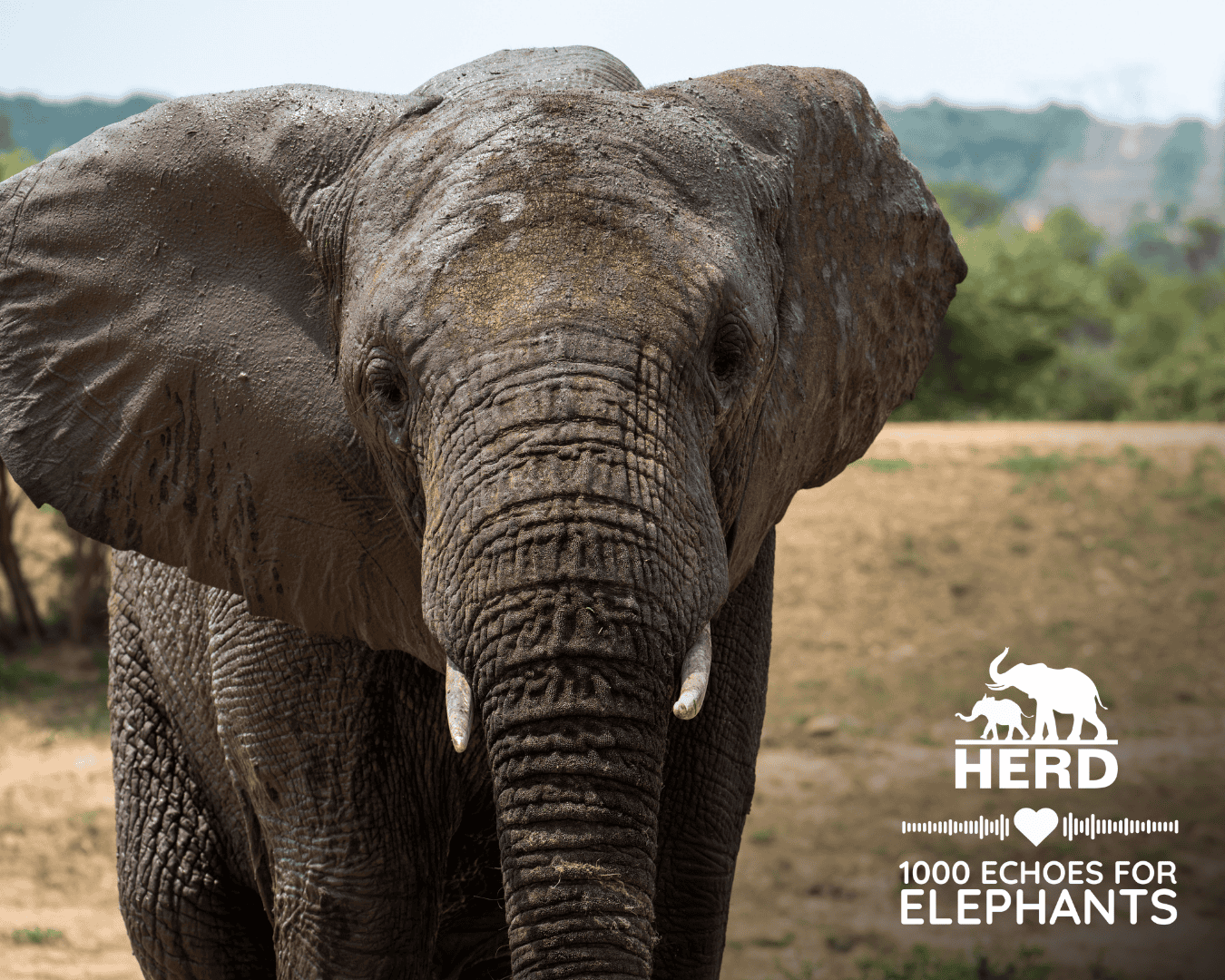 Blog Covers HERD