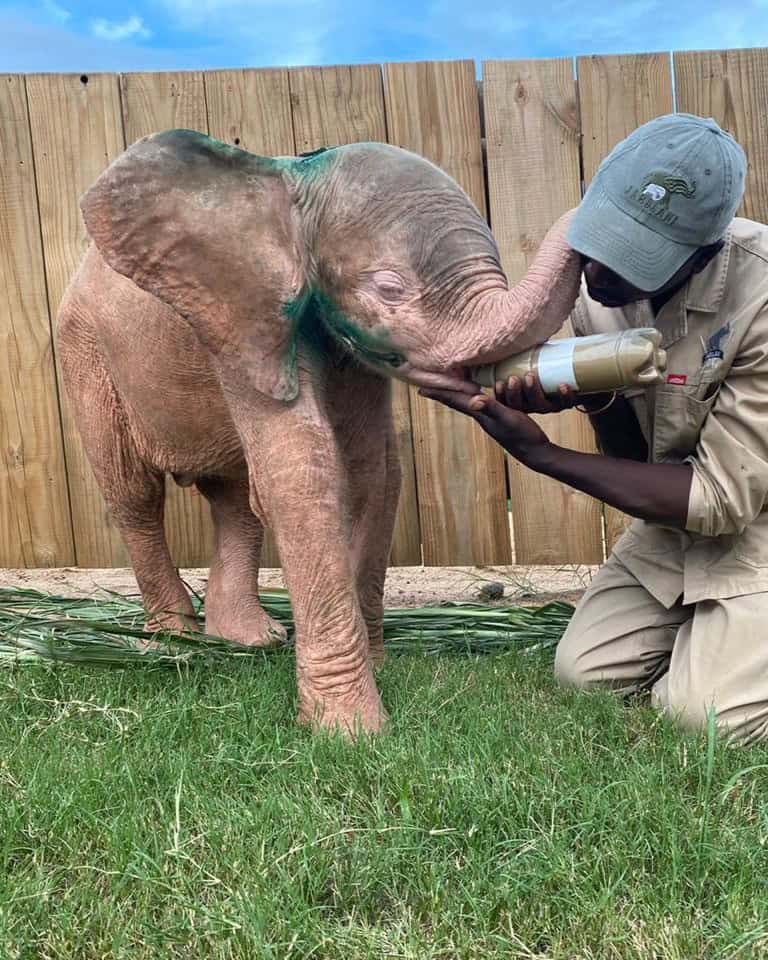 khanyisa  orphan elephant
