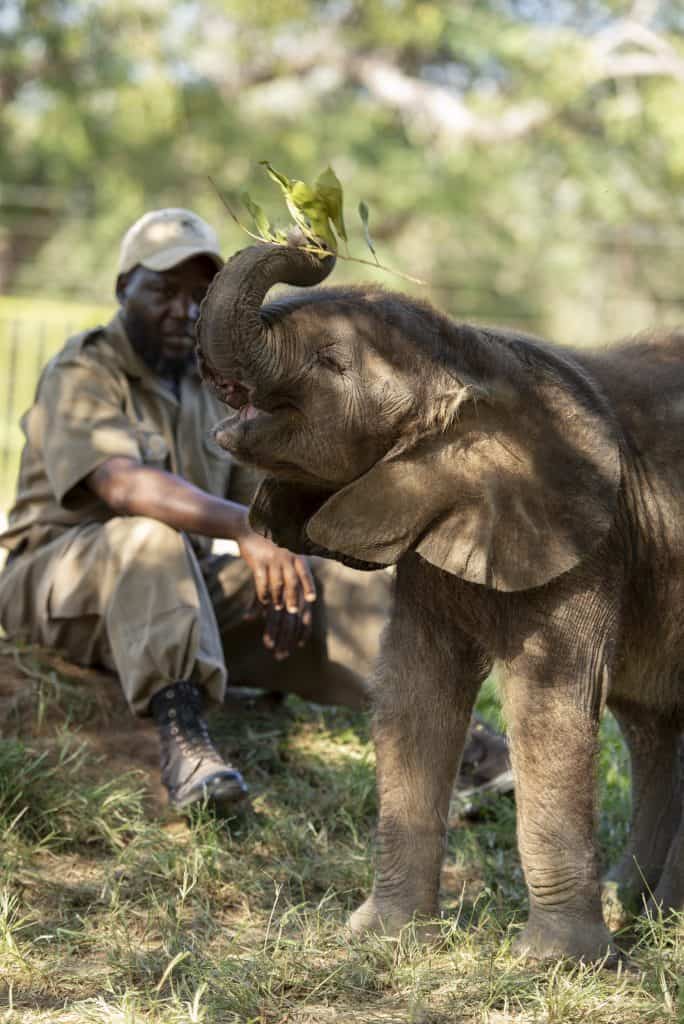 mopane  orphan elephant