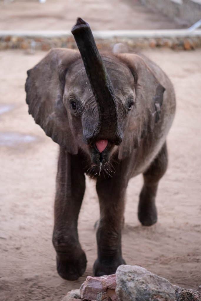 Shawu orphan elephant